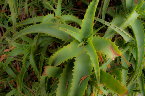 photo, Cactus